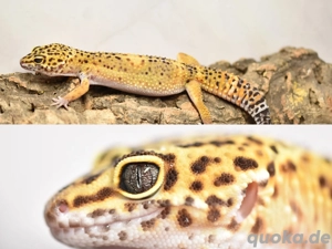 Leopardgecko Emerine Blood Black Night (F1)