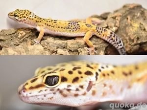 Leopardgecko Emerine Blood Black Night (F1)