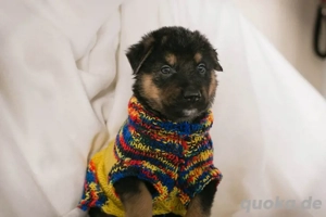 Welpe *MARS* Der kleine Hundemann wartet sehnsüchtig auf ein eigenes liebevolles Zuhause