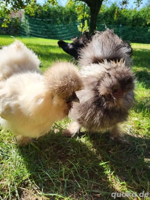 Bruteier von großen Seidenhühnern (Keine Zwerge) BE