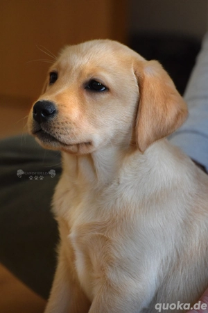 Welpen - und Junghund - Gruppe