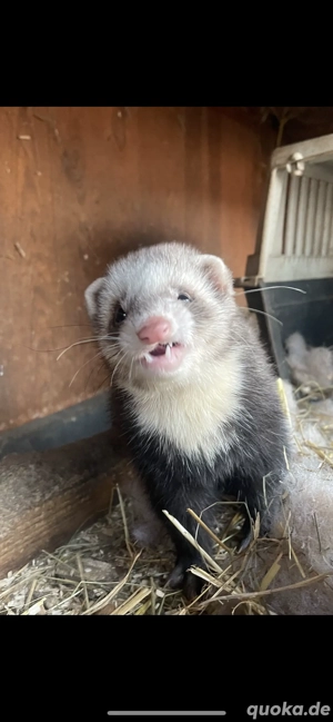 Frettchen Fähen aus august