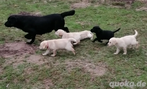 Traumhafte Labrador Welpen 