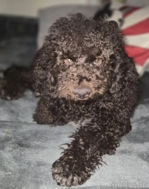 Lagotto Romagnolo Welpe sucht
