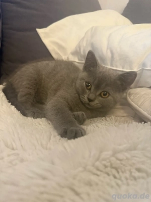 Babykatze weiblich dunkelgrau