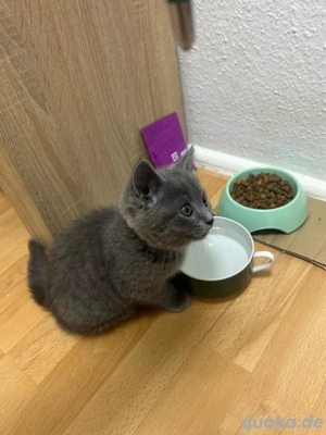 BK -Ziam Mix  Bild 3