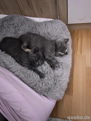 BK -Ziam Mix  Bild 2