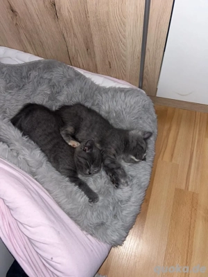 BK -Ziam Mix  Bild 4