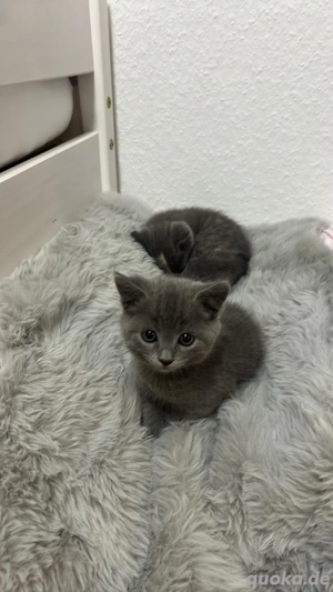 BK -Ziam Mix  Bild 5