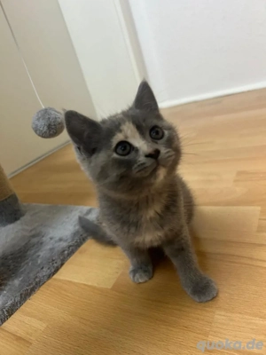 BK -Ziam Mix  Bild 1