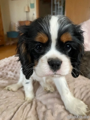 Cavalier Rüde Abgabebereit 