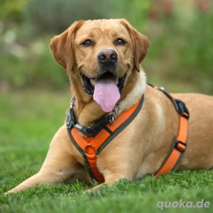 Mr. Sam, 4 Jahre - Labrador - Tierhilfe Franken e.V.