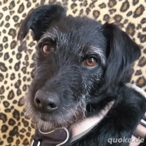 Feliciti - 1 Jahr - Schnauzer Mix - Tierhilfe Franken e.V.