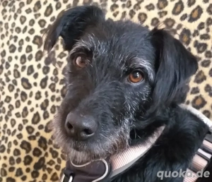 Feliciti, 1 Jahr - Schnauzer-Mix - Tierhilfe Franken e.V.