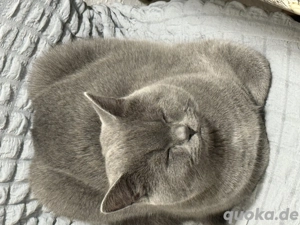 6 monate junge sucht seine neue zu hause Bild 4