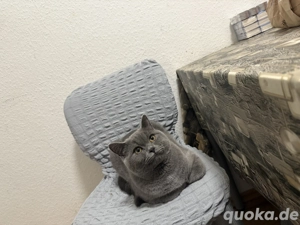 6 monate junge sucht seine neue zu hause Bild 5