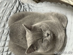 6 monate junge sucht seine neue zu hause Bild 3