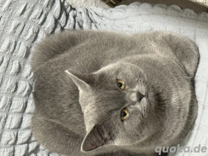 6 monate junge sucht seine neue zu hause Bild 2