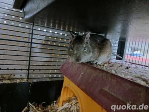 Drei Degu-Brüder zu vergeben