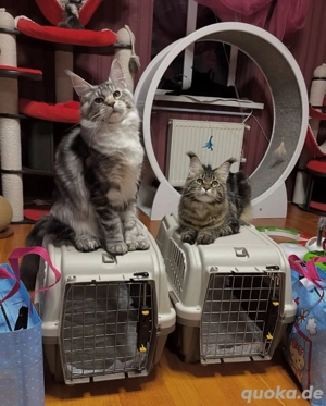 süße und liebevolle Maine-Coon-Kätzchen suchen ein Zuhause für immer