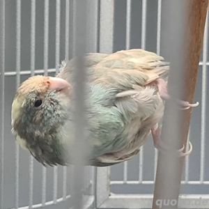 2 Ziegensittiche in liebevolle Hände zu verschenken