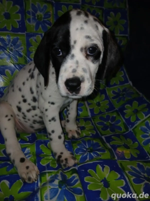 Dalmatiner-Labrador-Retriever Mix