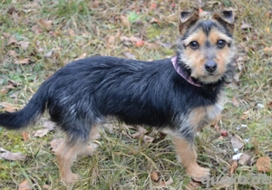 Beata, 6 Monate - Yorkshire-Terrier-Mix - Tierhilfe Franken e.V.