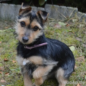 Beata - 6 Monate - Yorkshire-Terrier-Mix - Tierhilfe Franken e.V.