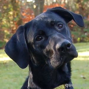 Spiky - 9 Monate - Labrador-Mix - Tierhilfe Franken e.V.