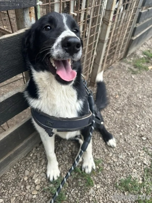 Chase sucht sein Körbchen