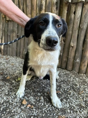 Boomer sucht sein Für Immer zu hause