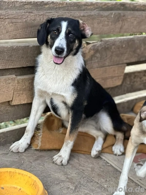 Liberty braucht ein warmes Körbchen