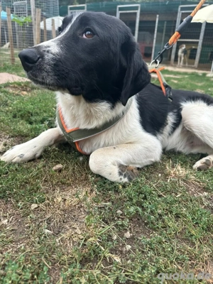 Rex sucht seinen Kuschel Buddy