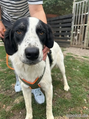 Zuma aus der suche nach seinem für immer zuhause