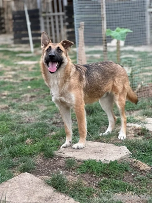 Laika auf der Suche nach ihrem Glück 