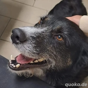 Max ist gut auf seiner Pflegestelle in 76467 Bietigheim angekommen