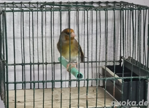 Stieglitz Mischling Hahn 