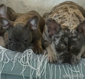 Französische Bulldoggen Welpen