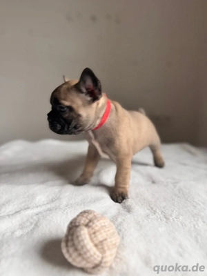 Französische Bulldogge Welpen mit Ahnentafeln 