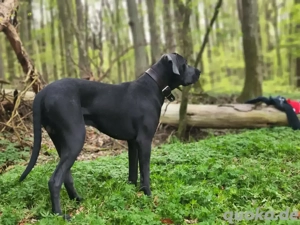 Suche neues Zuhause für meinen großen lieben Hund
