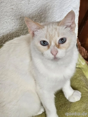 Siam-Mix Lila sucht ihr Zuhause