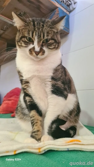 Dringend: Amapola sucht ihr Zuhause