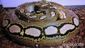 Netzpython (Nz'22   0.1)