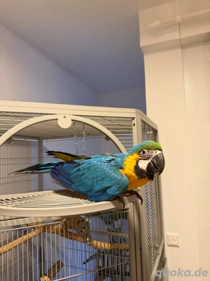 ara aruna baby mit xxl kafig