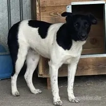 Fox R ca. 47 cm - treue Seele Bild 4