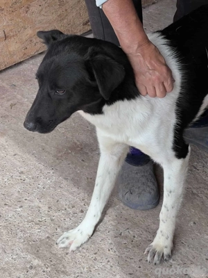 Fox R ca. 47 cm - treue Seele Bild 5