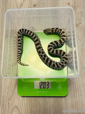 0.1 Heterodon nasicus Arctic het Sunburst