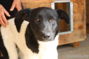 Fox R ca. 47 cm - treue Seele