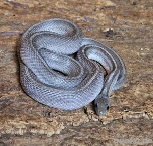 Granite Tessera Motley Pied 