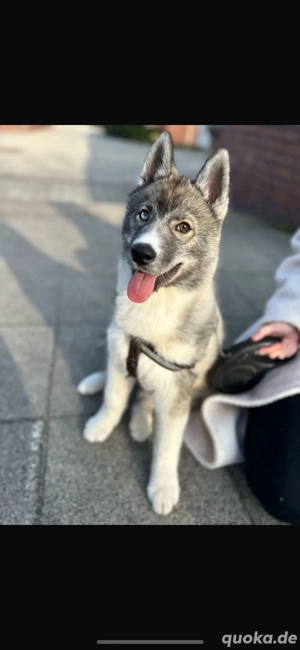 husky dringend abzugeben